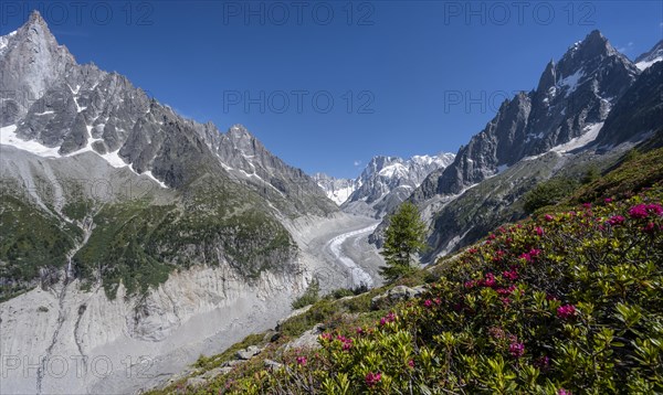 Alpine roses on the mountainside