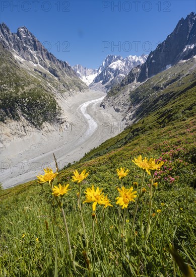 Yellow alpine flowers on the mountainside