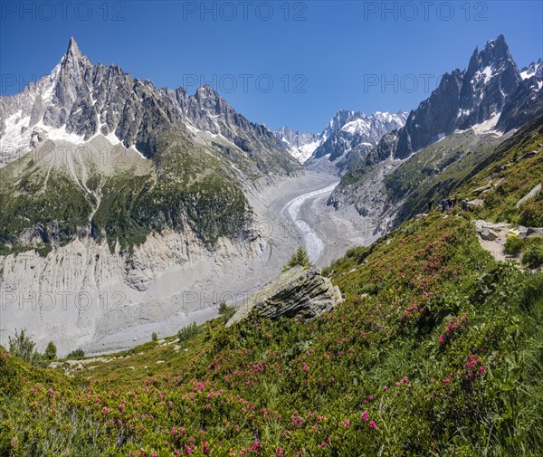 Pink alpine roses on the mountainside