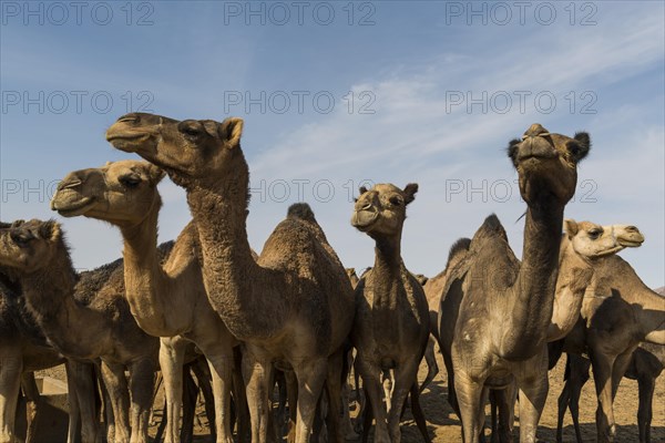 Camel herd