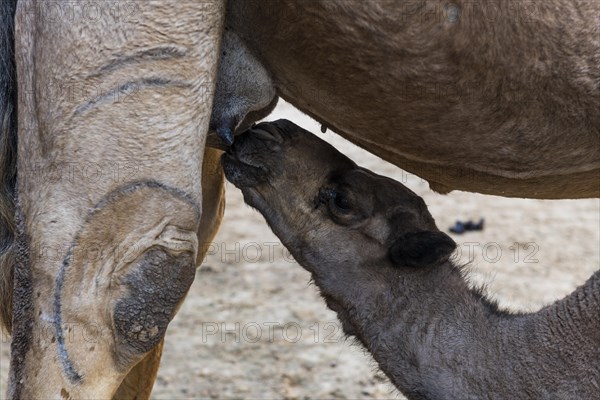 Young camel drinking at her mother