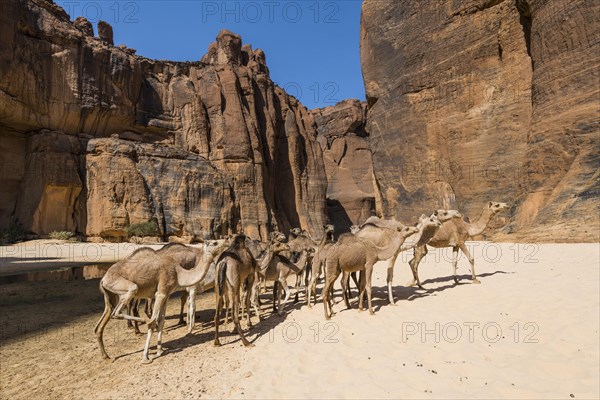 Camel herd