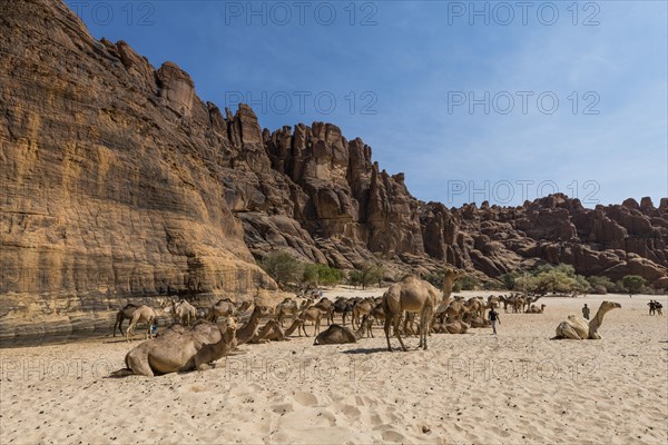 Camel herd