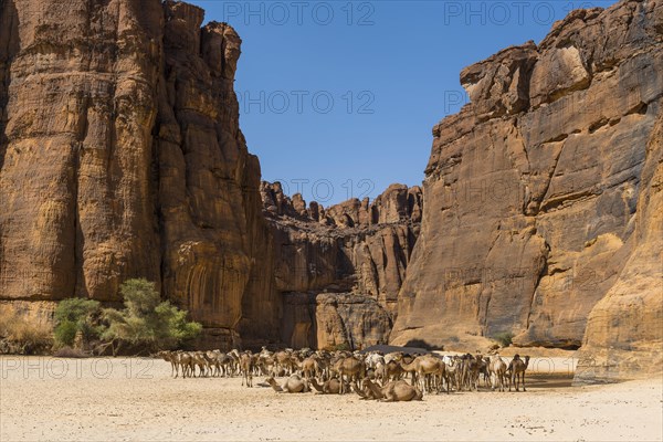 Camel herd