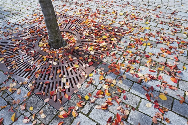 Grating for tree protection with autumn leaves