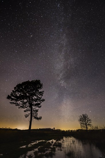 Stars in the sky above a tree