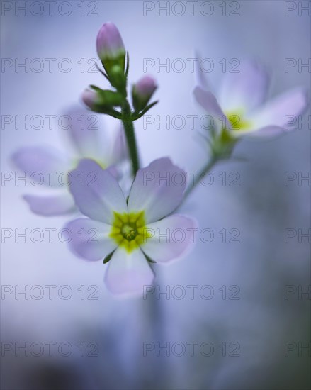 Flower of the water feather