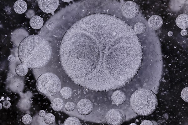 Forms of ice in a puddle