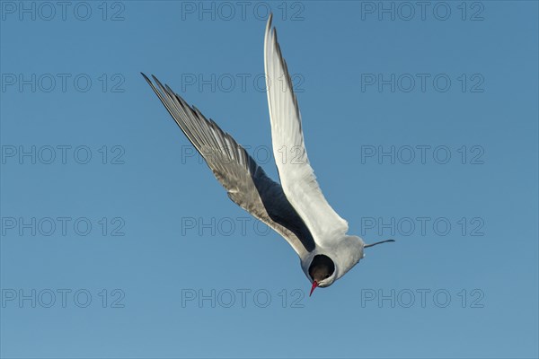 Arctic tern