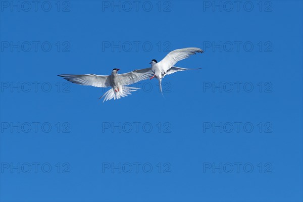 Arctic tern