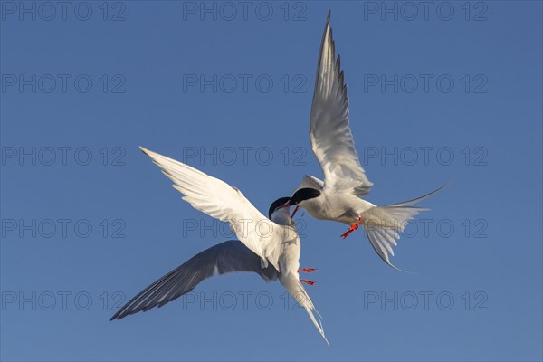 Arctic tern