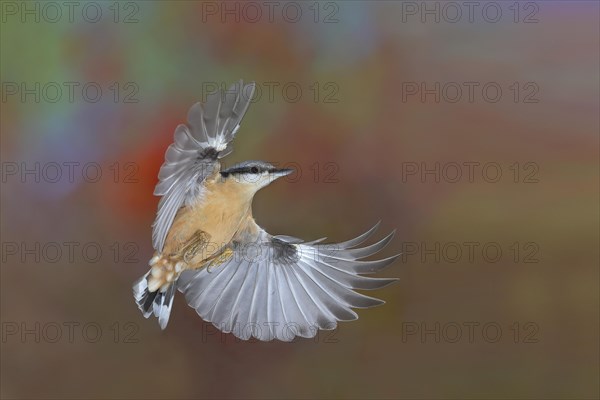 Eurasian nuthatch