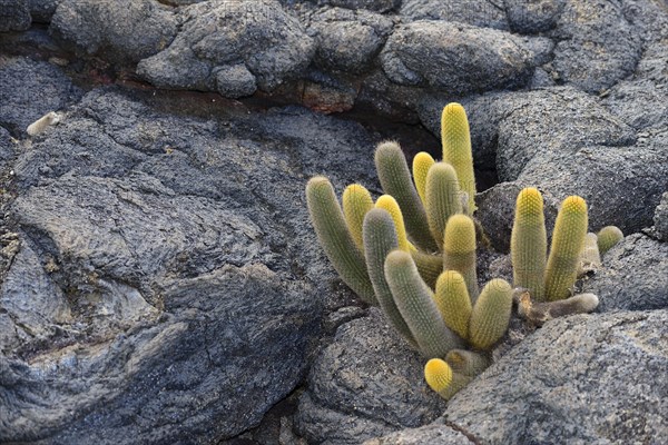 Lava cactus