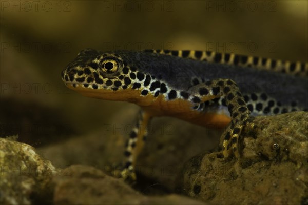 Alpine newt