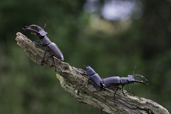 Stag beetle