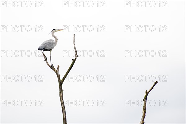 Grey heron