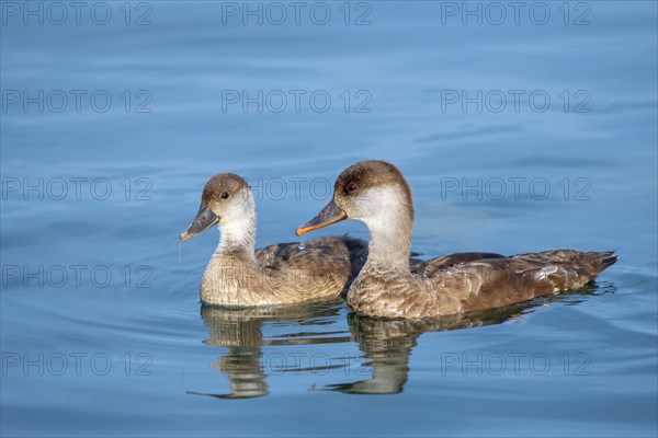 Red-crested pochard