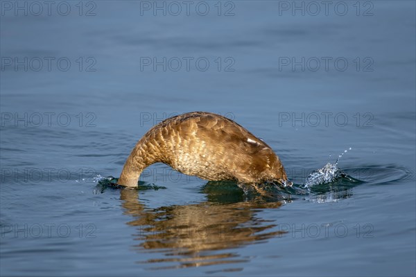 Red-crested pochard