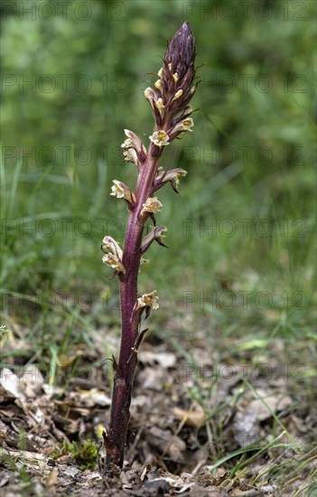 Orobanche reticulata