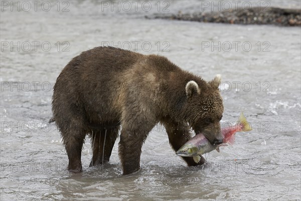 Kamchatka brown bear