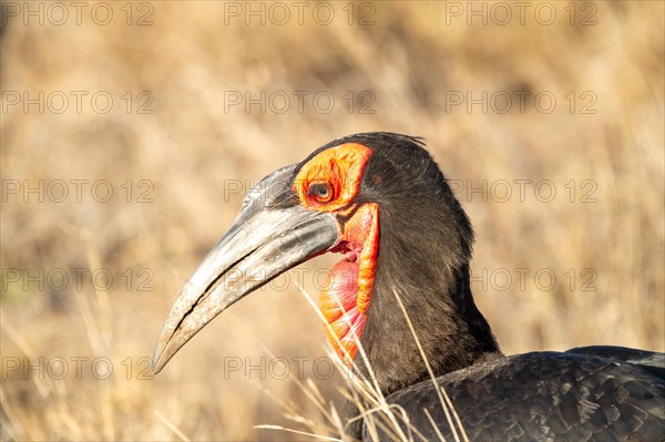 Southern ground hornbill