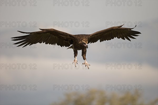 Cinereous vulture