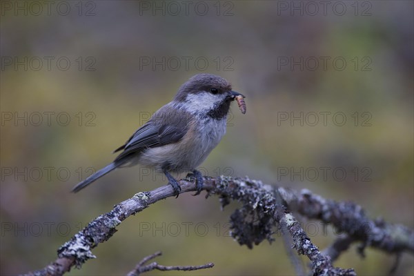 Grey-headed Chickadee