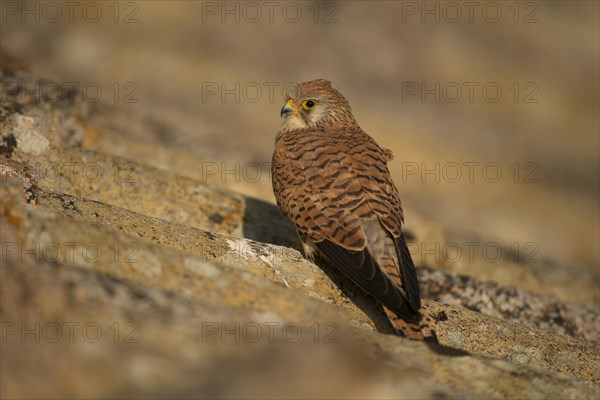 Lesser Kestrel