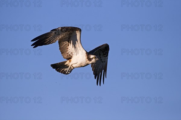 Western osprey