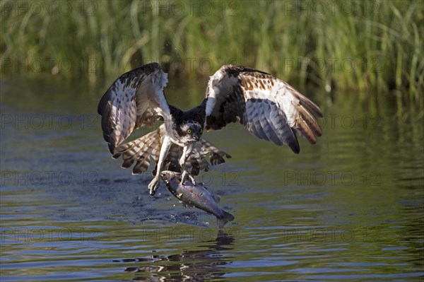 Western osprey