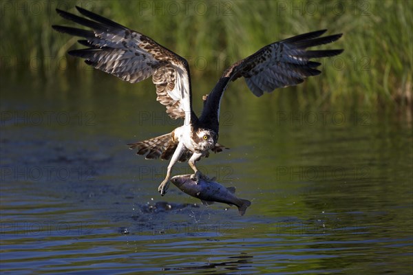 Western osprey