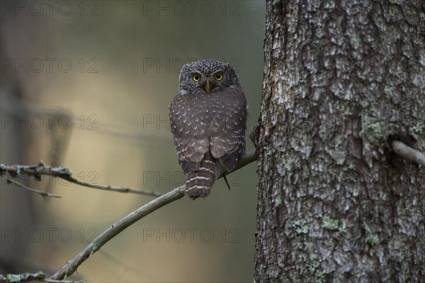 Pygmy owl