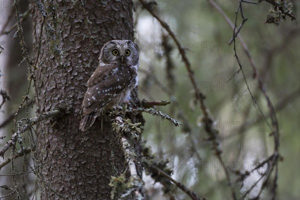 Tengmalm's owl