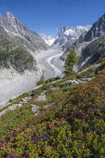 Alpine roses