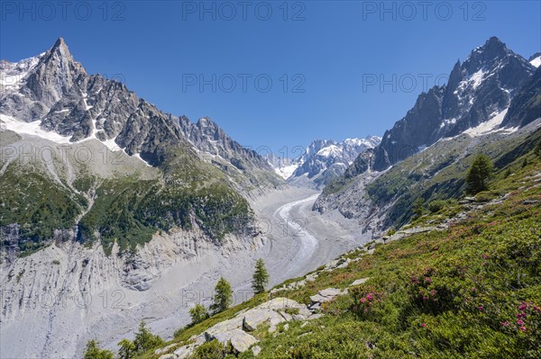 Pink alpine roses on the mountainside