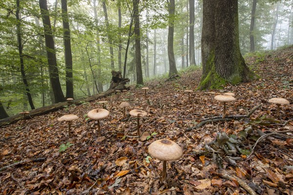 Shaggy parasol