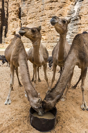 Camels drinking water