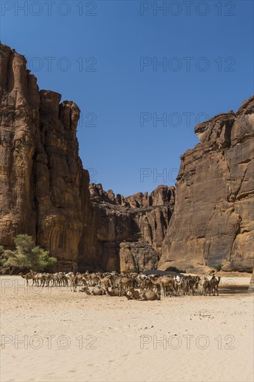 Camel herd