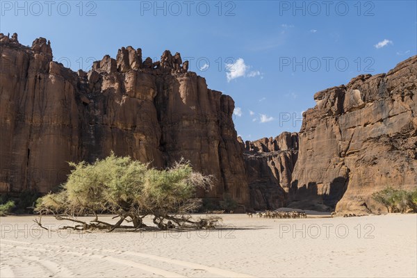 Camel herd at Guelta d'Archei waterhole