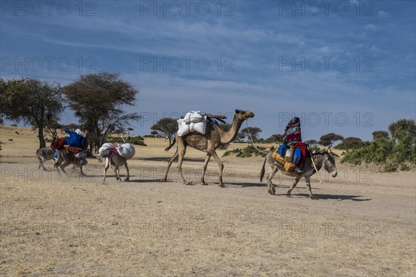 Woman on donkey with camel