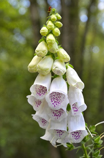 White-flowered foxglove