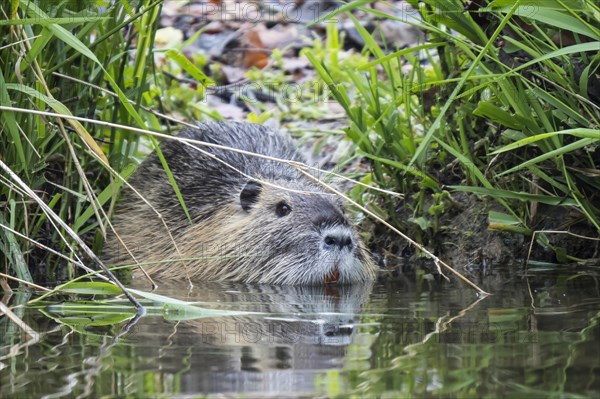 Nutria