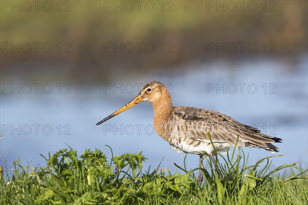 Black-tailed godwit