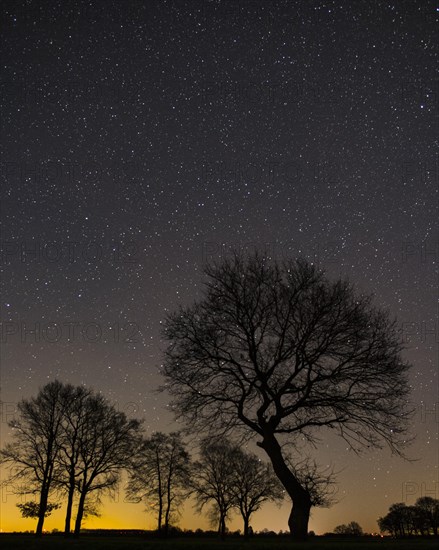 Stars in the sky above a tree