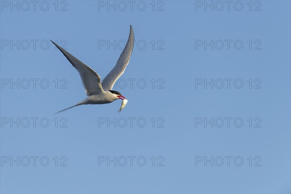 Arctic tern