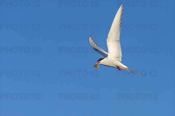 Arctic tern