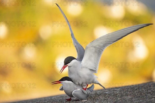 Arctic tern
