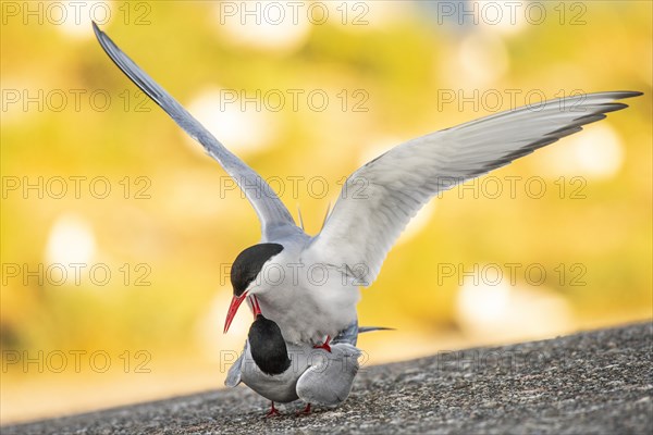 Arctic tern