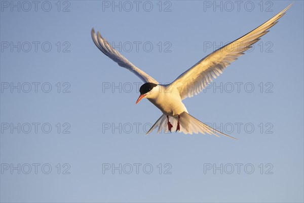 Arctic tern