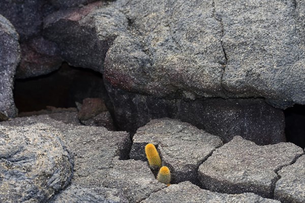 Lava cactus